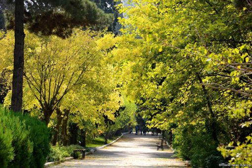 Picture of CENTRAL BOTANICAL GARDEN